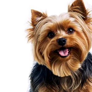 Smiling Yorkie Png Jvx96 PNG Image