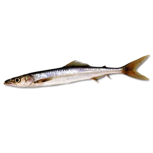 Smoked Sardine Png 06292024 PNG Image