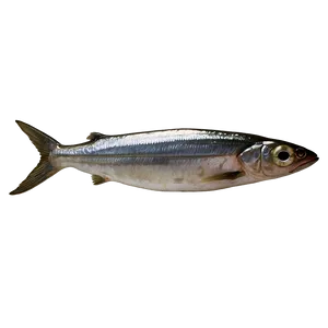 Smoked Sardine Png 10 PNG Image