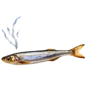 Smoked Sardine Png Lxx PNG Image