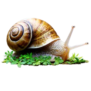 Snail Illustration Png 05232024 PNG Image