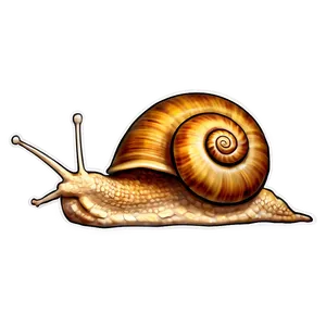 Snail Illustration Png 31 PNG Image