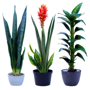 Snake Plant Bundle Png 72 PNG Image