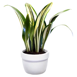 Snake Plant Clipart Png 1 PNG Image