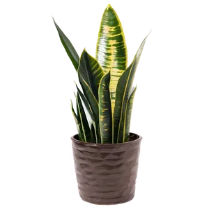 Snake Plant Garden Png Ufa3 PNG Image