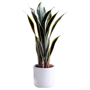 Snake Plant In Bedroom Png Fds PNG Image