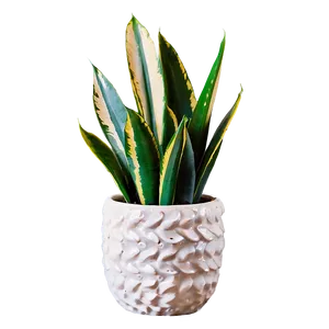 Snake Plant In Ceramic Pot Png 50 PNG Image