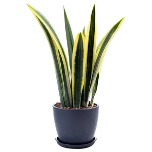 Snake Plant In Modern Pot Png Mth26 PNG Image