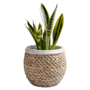 Snake Plant In Natural Light Png Fys PNG Image