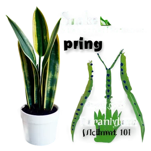 Snake Plant In Office Png Ons87 PNG Image