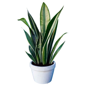 Snake Plant Line Art Png Okd99 PNG Image