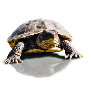 Snapping Turtle Close-up View Png 84 PNG Image