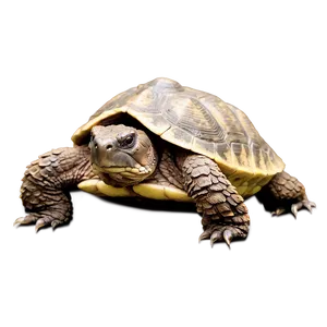 Snapping Turtle In Grass Png 06252024 PNG Image