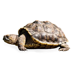 Snapping Turtle Side Profile Png 06252024 PNG Image