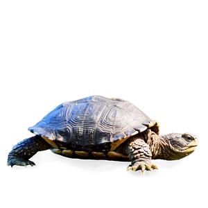 Snapping Turtle Side Profile Png Pxb42 PNG Image