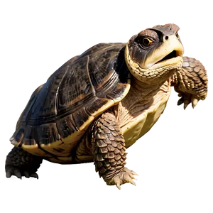 Snapping Turtle Side Profile Png Uxk PNG Image