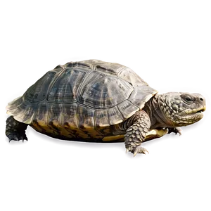 Snapping Turtle Sunbathing On Rock Png 06252024 PNG Image