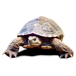 Snapping Turtle Sunbathing On Rock Png 27 PNG Image