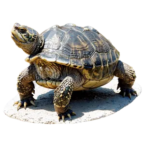 Snapping Turtle Sunbathing On Rock Png Btv PNG Image