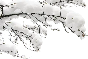 Snow Covered Branches Against Black Background PNG Image