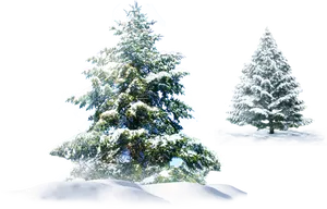 Snow Covered Pine Trees PNG Image