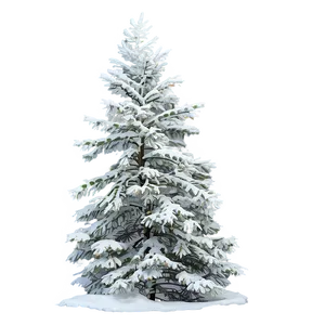 Snow-covered Spruce Tree Png Cmq37 PNG Image