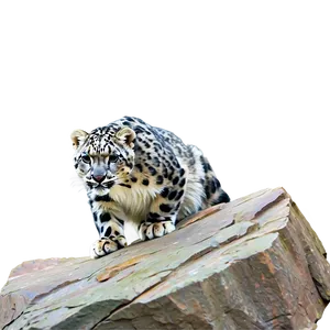 Snow Leopard Climbing Rocks Png Ckc PNG Image