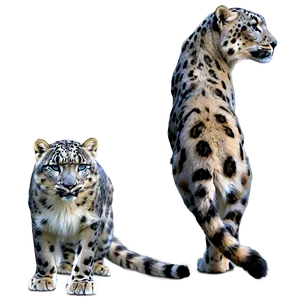 Snow Leopard Habitat Landscape Png Jxj60 PNG Image