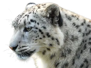 Snow Leopard Profile Portrait PNG Image