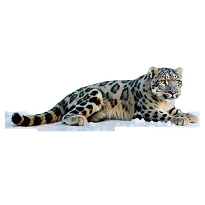 Snow Leopard Vintage Illustration Png 06122024 PNG Image