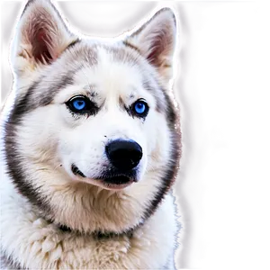 Snowy Siberian Husky Png Iwc95 PNG Image