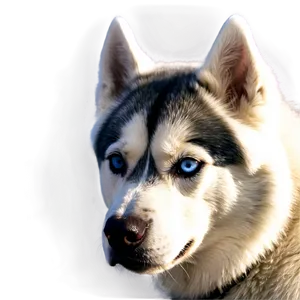 Snowy Siberian Husky Png Kak PNG Image