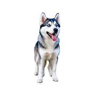 Snowy Siberian Husky Png Kin82 PNG Image