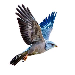 Soaring Bird Flight Png 06252024 PNG Image