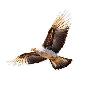 Soaring Bird Flight Png 28 PNG Image