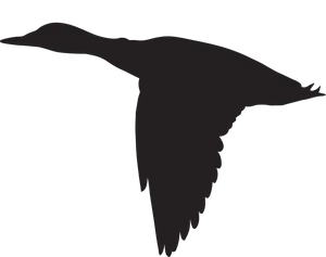 Soaring Bird Silhouette PNG Image