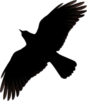 Soaring_ Bird_ Silhouette PNG Image