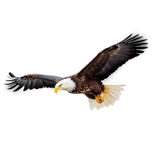 Soaring Eagle Flying Png Cwn PNG Image