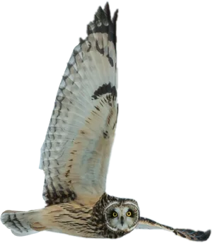 Soaring Owlin Flight PNG Image