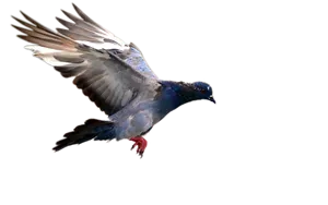 Soaring Pigeonin Flight PNG Image