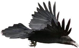 Soaring Raven Transparent Background PNG Image