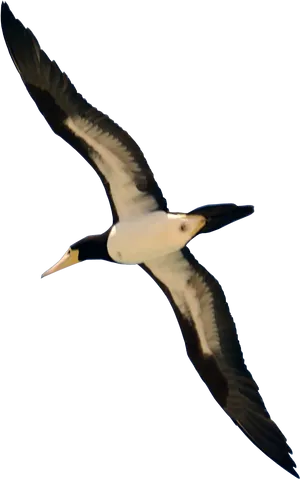 Soaring Seabirdin Flight PNG Image