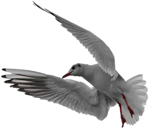 Soaring Seagull Graceful Flight.png PNG Image