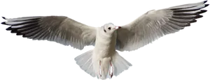 Soaring Seagull Spread Wings PNG Image