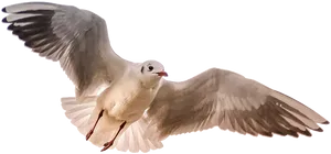 Soaring Seagull Transparent Background PNG Image