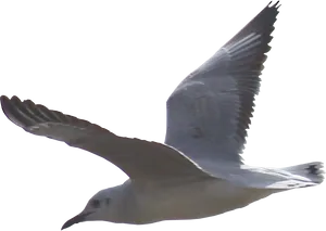 Soaring Seagull Transparent Background PNG Image