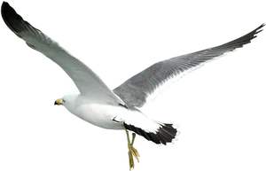 Soaring Seagull Transparent Background PNG Image