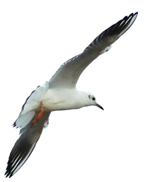 Soaring Seagull Transparent Background PNG Image