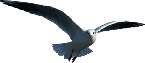 Soaring Seagullin Flight PNG Image