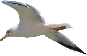 Soaring Seagullin Flight.png PNG Image